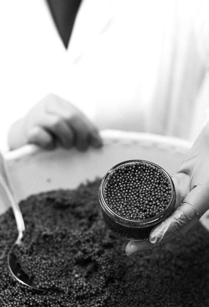 Traditional Caviar - Beluga Caviar